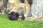 Brave Baby Gorilla Comes To Mother’s Rescue In Must-See Video