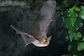 Why Leaving Bats Alone Could Help Prevent Future Pandemics