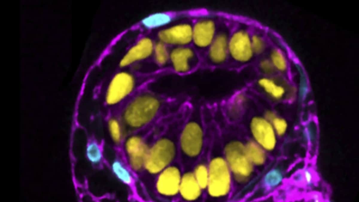 Scientists Use Stem Cells to Create Models of Human Embryos and Study Our Earliest Days - Vimarsana News