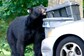 Bear Menace in Connecticut: Lawmakers Allow People to Use Deadly Force as Home Invasions Rise