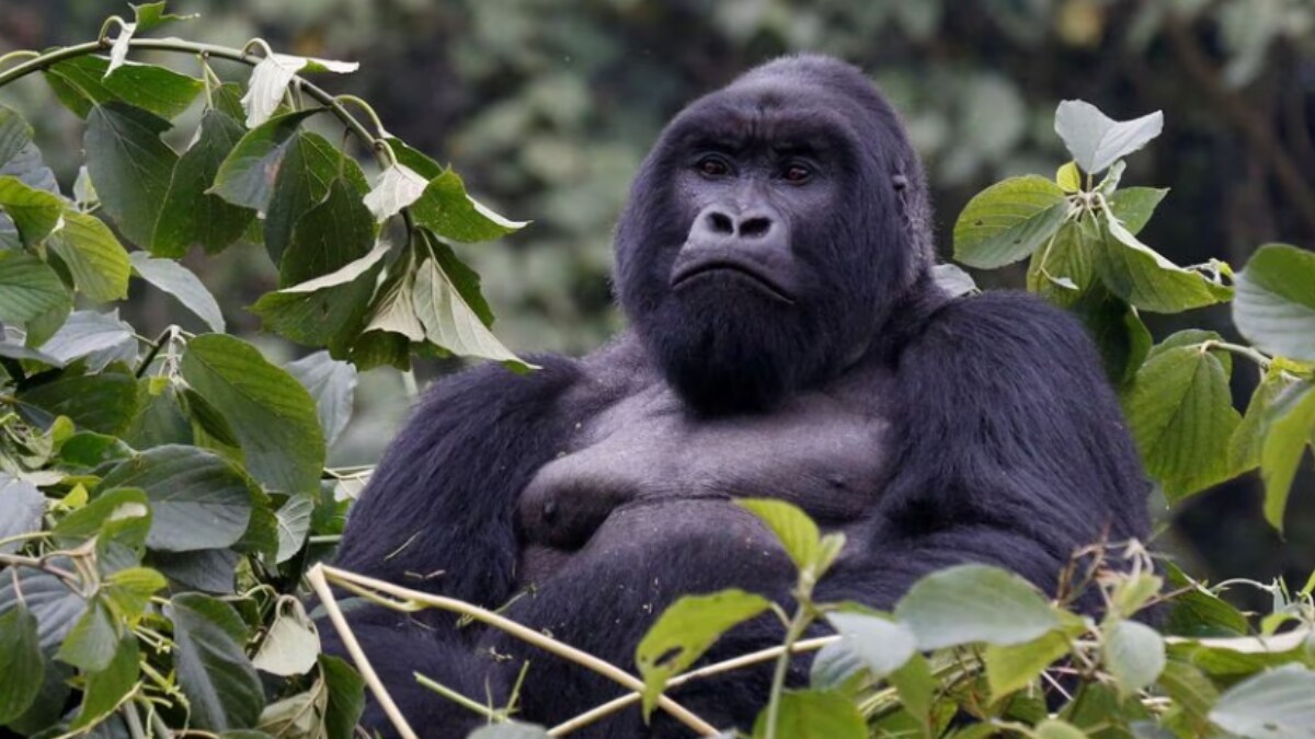 What Makes Us Human? Primate Genome Study Offers Some Clues - Vimarsana News