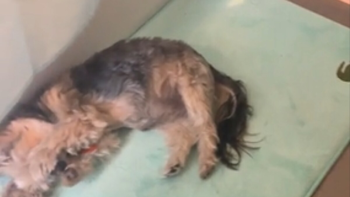 This 'Dramatic' Dog Throws Tantrum Whenever Food Is Late News18