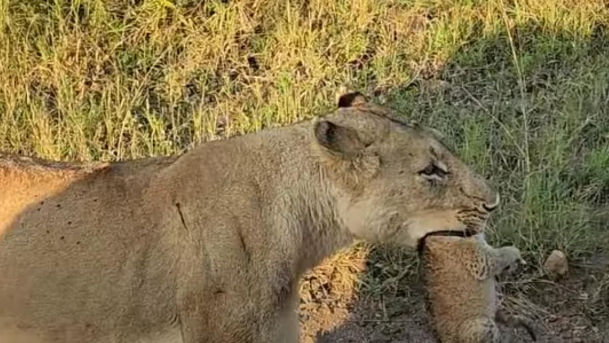 Nothing, Just A Lioness Casually Walking Through Traffic Roadblock With Her Little One