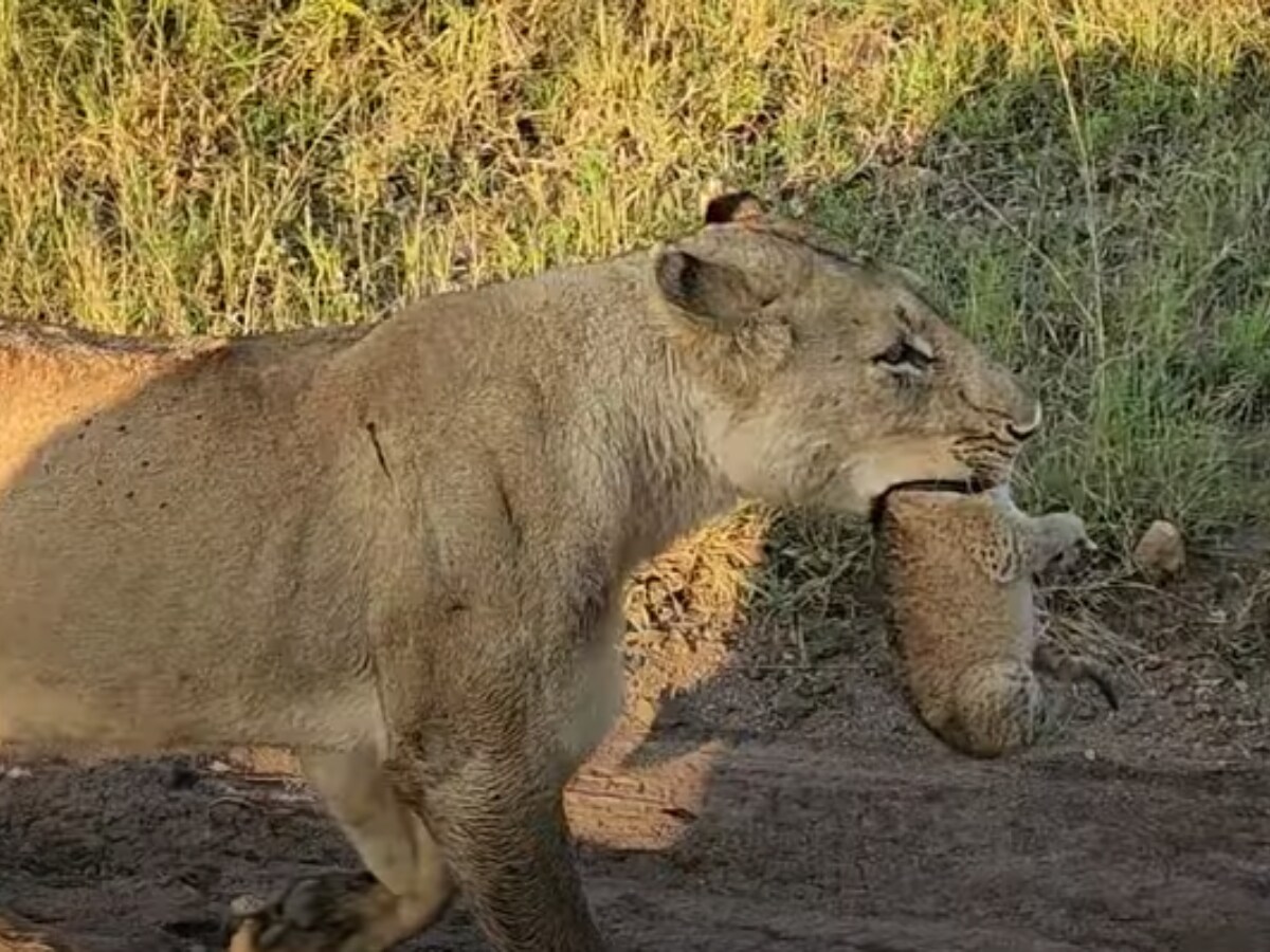Pregnant Lioness Giving Birth