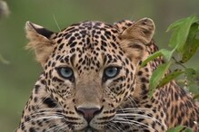 UP: Woman Mauled to Death by Leopard in Maharajganj