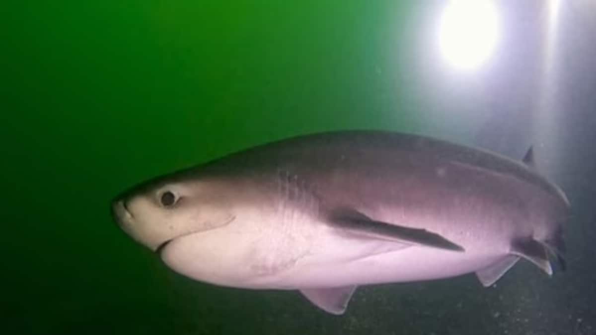 Predating Divers Encounter World's 'Oldest' Shark Predating Dinosaurs In Canada ...
