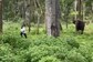 Man Runs For Life After Disturbing Elephant In Kerala Wildlife Sanctuary