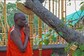 Phony Claims Swirl Around Sri Lanka's Holiest Tree