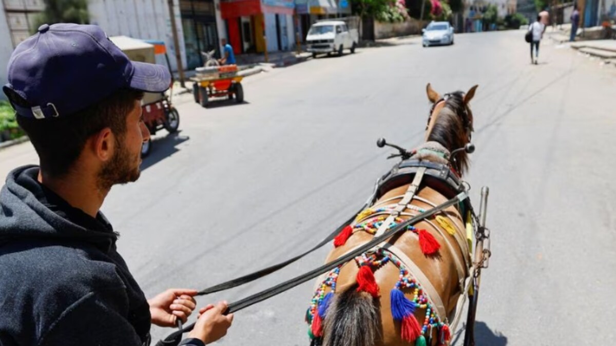 'Horse Diapers' Keep Gaza Streets Clean News18