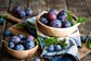 Six Reasons to Make the Juicy and Tart Plum Your Summertime Fave