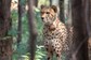 Cheetahs Have Shown Ability to Survive in India, But More Setbacks Likely, Says Namibia-based CCF