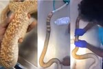 Doctors Perform Surgery To Remove Plastic Box From Cobra In A Medical Marvel