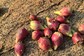 Prickly Pear, The Indian Kiwi, Gives You Radiant Skin And Lustrous Hair