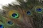 Astrologer Explains How Keeping Peacock Feathers In The House Benefits You
