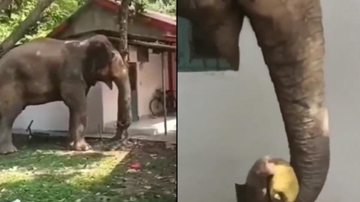 This Elephant's Love For Jackfruit Knows No Boundaries