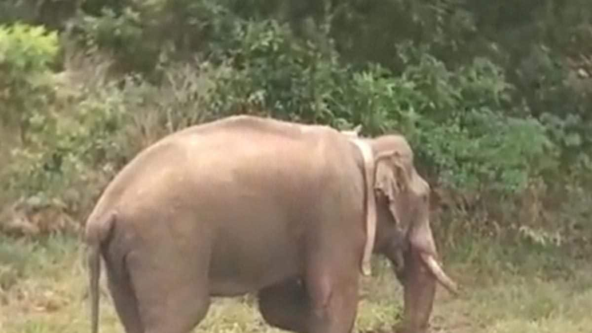 Three Elephants Killed After Being Hit by Speeding Lorry in AP