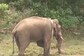 Watch: Kerala’s Famous Arikomban Elephant Enjoys Food At His New Abode