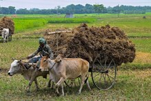Punjab Seeks More Power From Centre As Demand Increased During Paddy Season