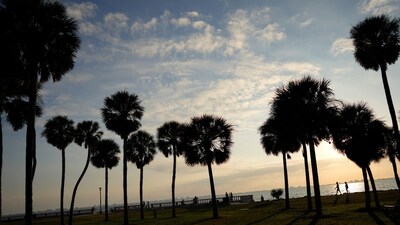 Two-day Festival Held in Tamil Nadu to Create Awareness Palm Trees ...