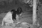 Bizarre CCTV Footage Shows Two ‘Witches’ Feeding On Deer Carcass