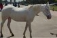 Unicorn Spotted in India? Mythical Creature's Pics Has Twitter Sharing 'Startup' Memes, Here's Why