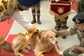 Watch: CISF Bids Adieu To Heroic Sniffer Dogs In A Grand Retirement Event
