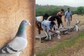 Pigeon Racing Is Quite The Sport In Tamil Nadu’s Salem; How It's Played