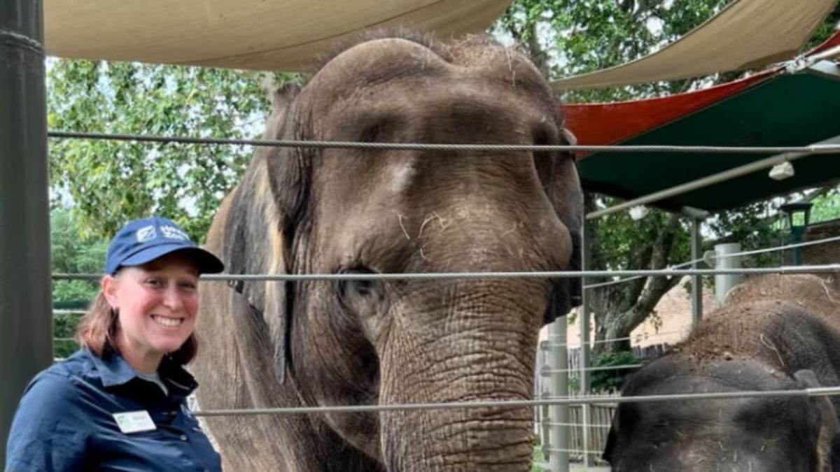 In This Zoo, Elephants Perform Yoga Leaving Internet Stunned