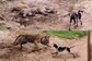 Watch: Dog Barks At Sleeping Tiger In Ranthambore National Park And Then...