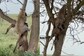 Leopard Demonstrates Sheer Power As It Hoists Carcass Onto A Tree