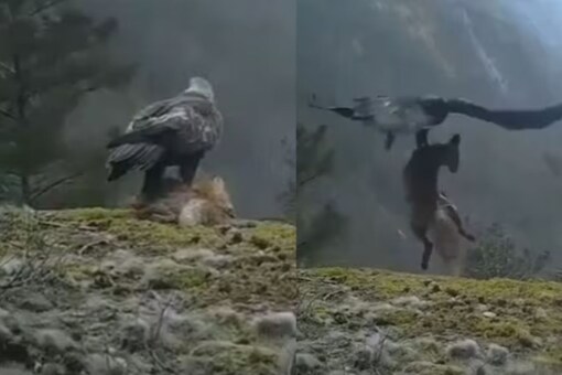 Watch: Golden Eagle Snatches Dead Fox With Its Claws And Flies With It ...