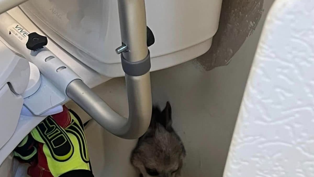 Dog Trapped Between Toilet And The Wall Rescued By Firefighters | Viral ...
