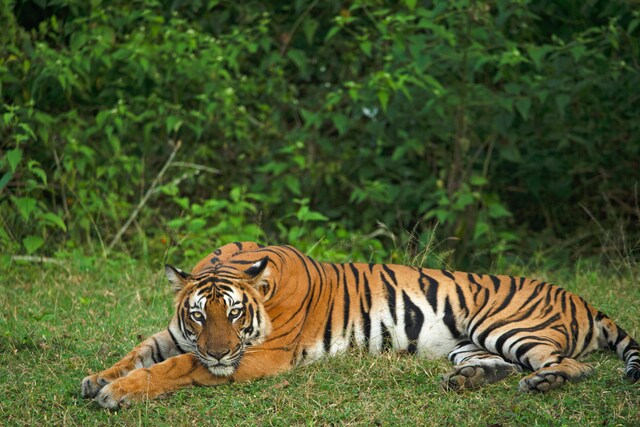 Tiger Population In India: The Battle to Save Tigers Still Continues ...