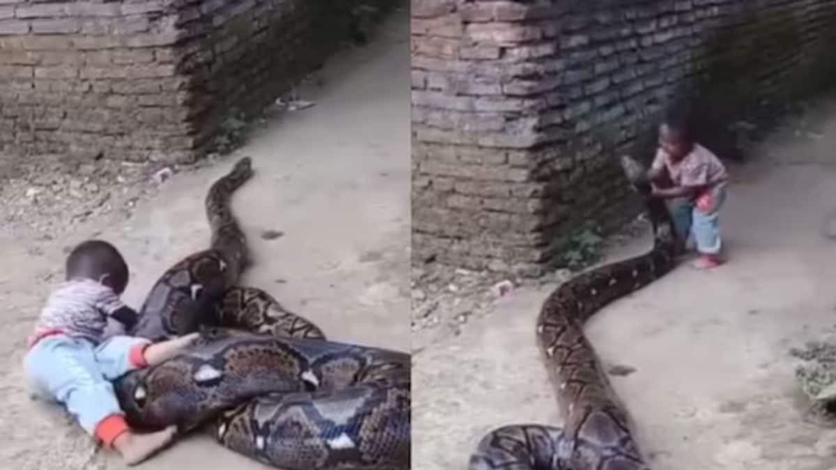 Watch: Kid Plays With Python, Holds Its Mouth And Sets It Free | Viral ...