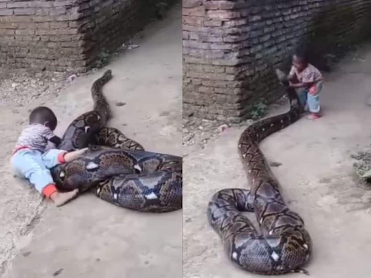 Watch: Kid playing with enormous python goes viral - EastMojo