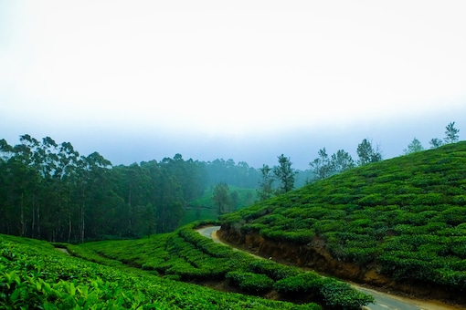 The history of coffee in Coorg goes back to the 17th century.