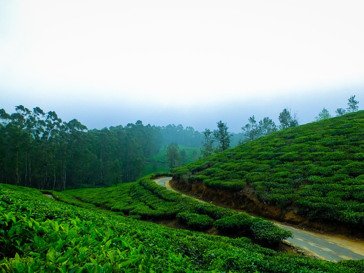 Why Coorg Is So Famous For Its Coffee And Plantation | Lifestyle News - News18