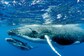 Whales' Ability to Capture CO2 is Limited, New Research Suggests