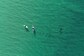 Just Keep Swimming: SoCal Study Shows Sharks, Humans Can Share Ocean Peacefully