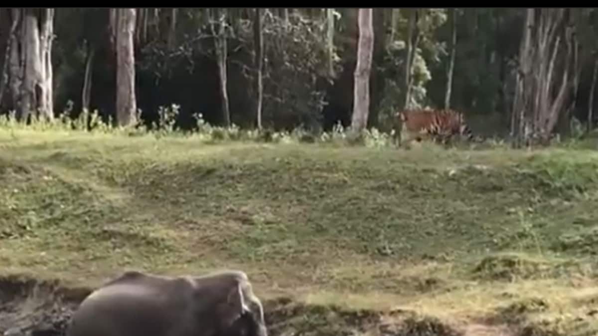 MP: Elephant Caught in River Water in Panna Tiger Reserve Rescued – News18