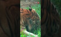 International Tiger Day | Malaysian Zoo Celebrates International Tiger Day | News18 #shorts #viral