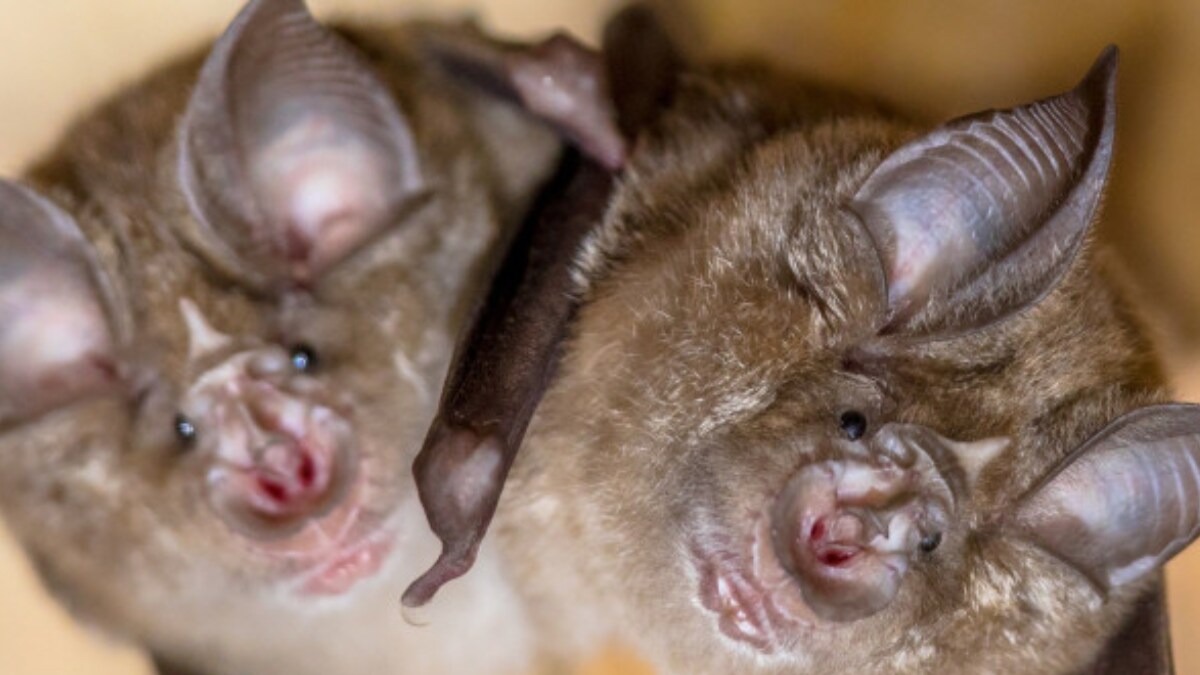 Live Music Festivals Could Reduce Bat Activity, Scientists Find - Vimarsana News