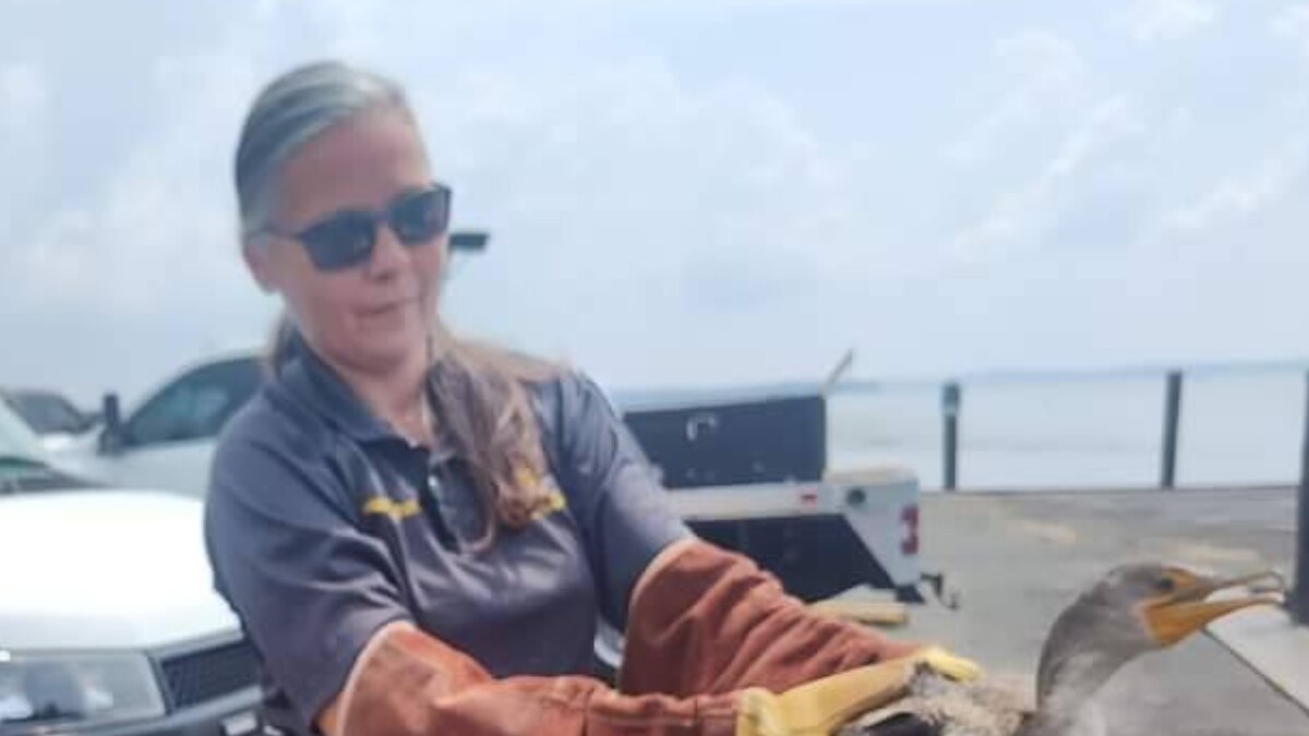 Bird's Food Heist Goes Wrong As It Gets Stuck On Fishing Line News18