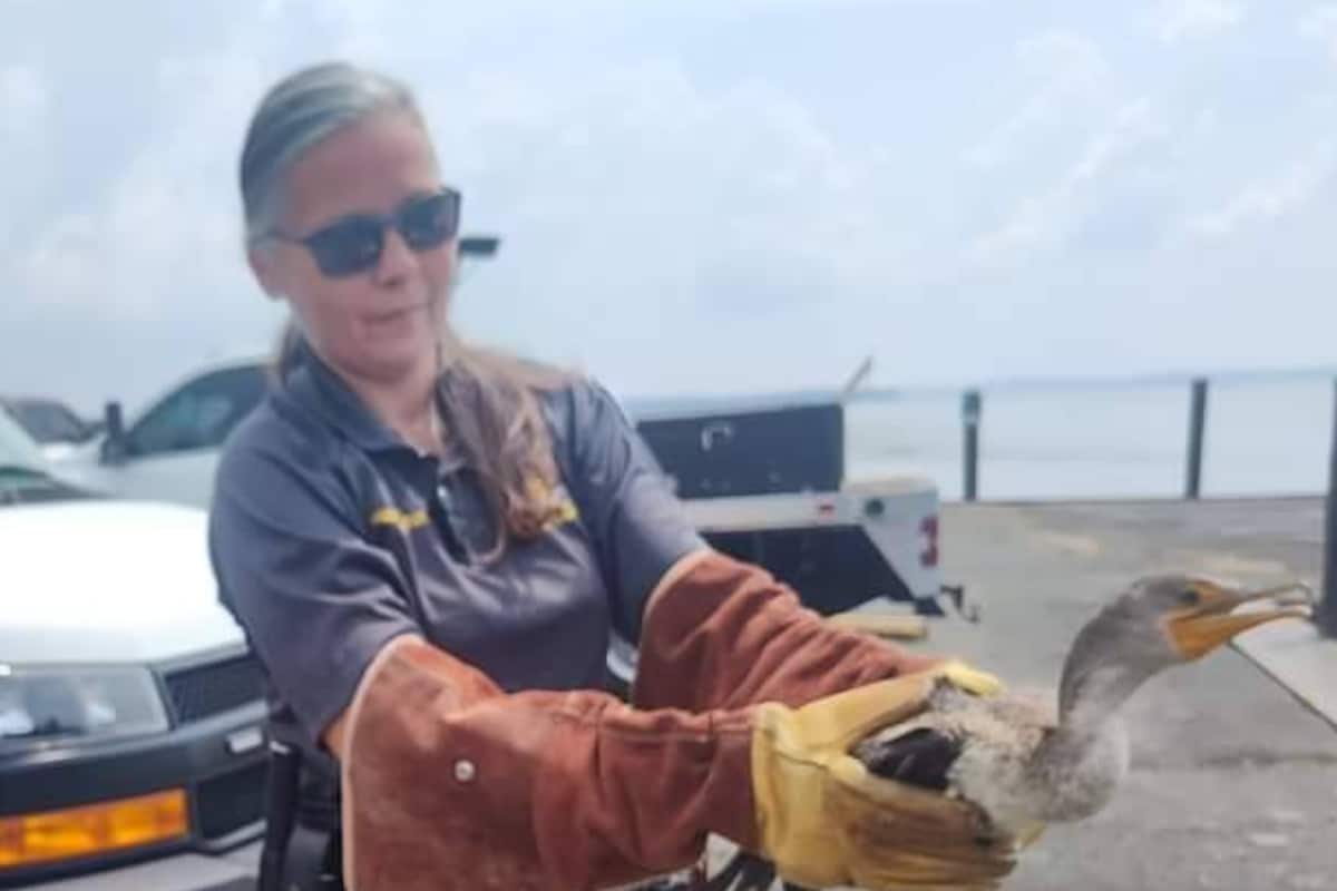 Bird's Food Heist Goes Wrong As It Gets Stuck On Fishing Line - News18