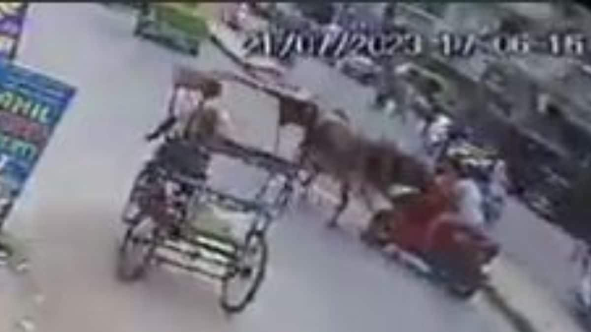 Caught on Cam: Bull Attacks and Injures Riders on Bike in Delhi's Geeta Colony