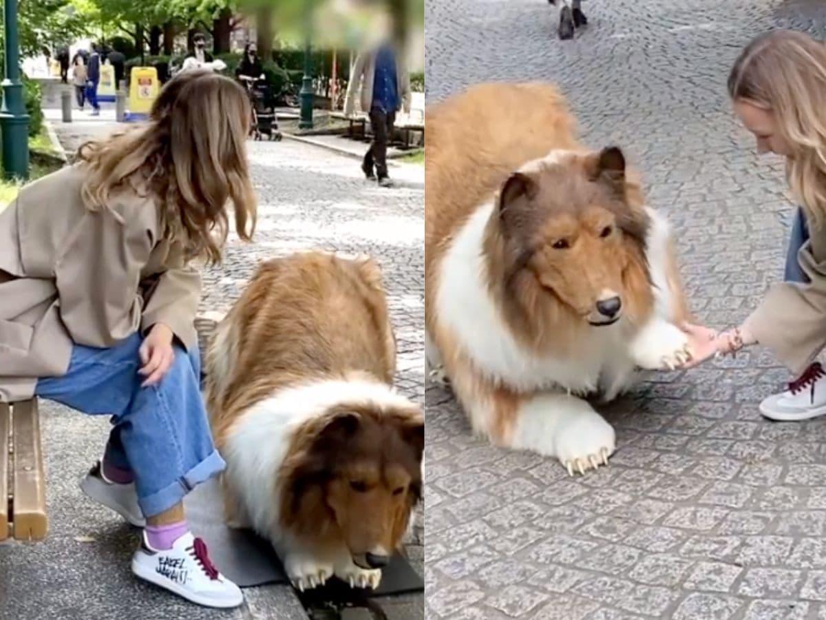 Alia Dog Gal Vidoe Xxx - International Yoga Day 2021: Alia Bhatt's Smooth As 'Butter' Workout  Interrupted By Her Cat