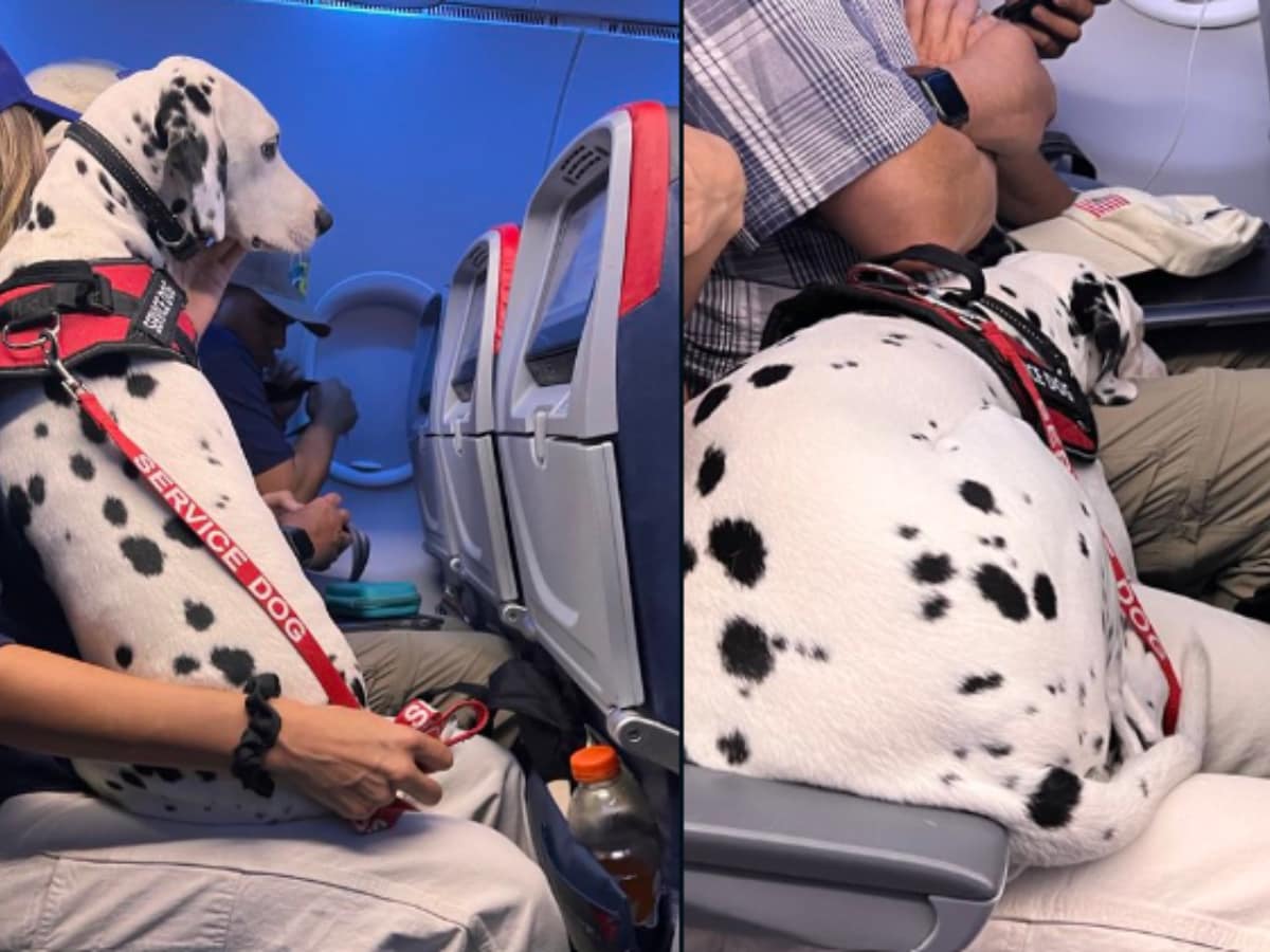 Dalmatian best sale service dog