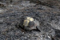 How Are Animals Adapting to Megafires?