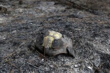 How Are Animals Adapting to Megafires?