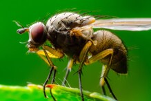 Scientists Engineer Fruit Flies Capable of 'Virgin Birth'